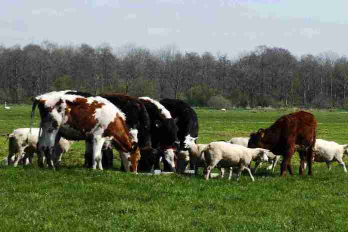 Veterinari e Allevatori a confronto a Pescocostanzo