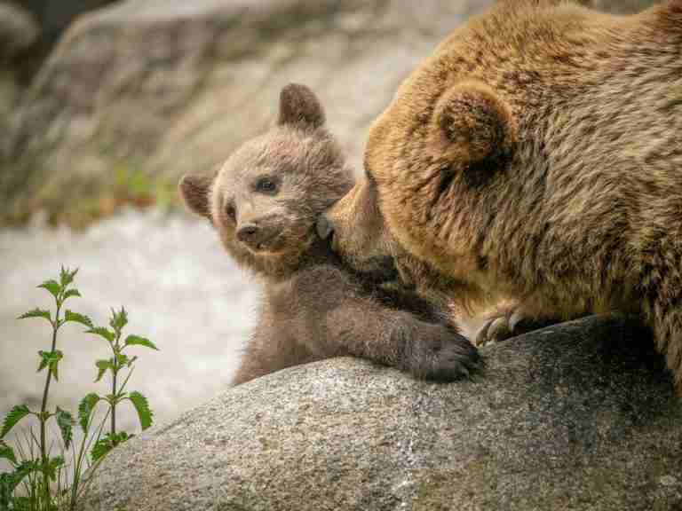 Orsa Bambina e i suoi cuccioli sorprendono Palena: stupore, timori e una lezione sulla natura